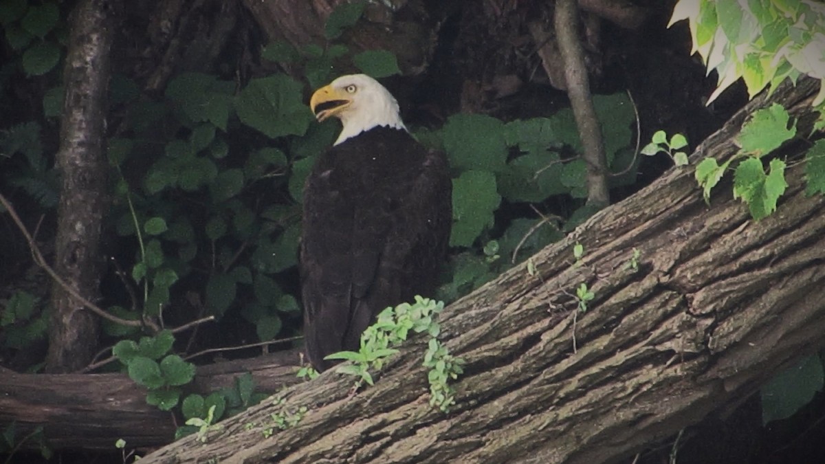 Bald Eagle - ML620710525