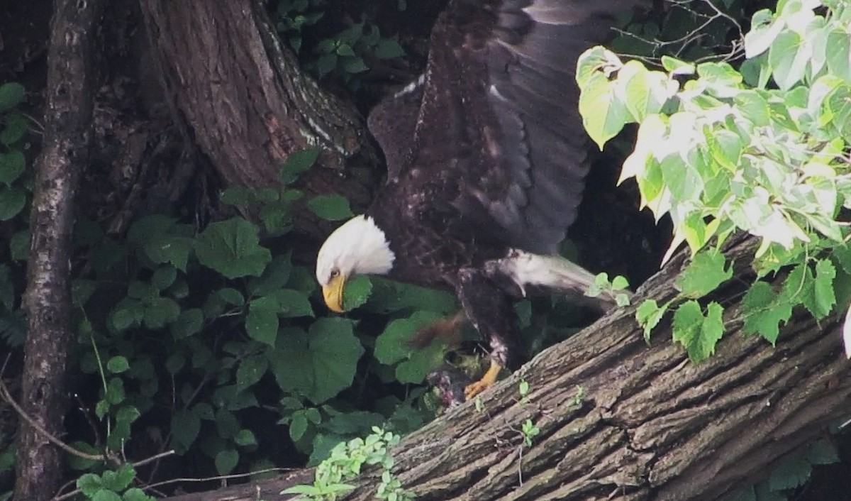 Bald Eagle - ML620710528