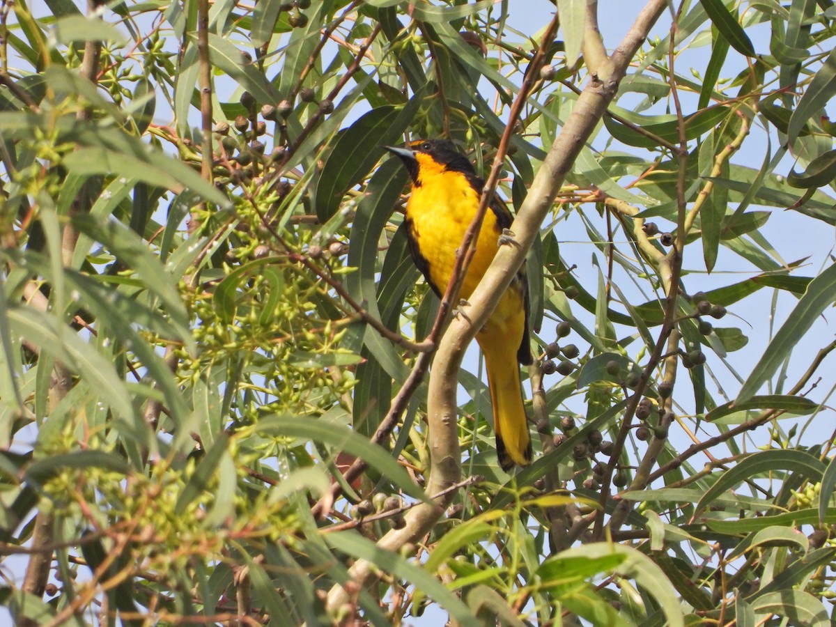 Black-backed Oriole - ML620710535