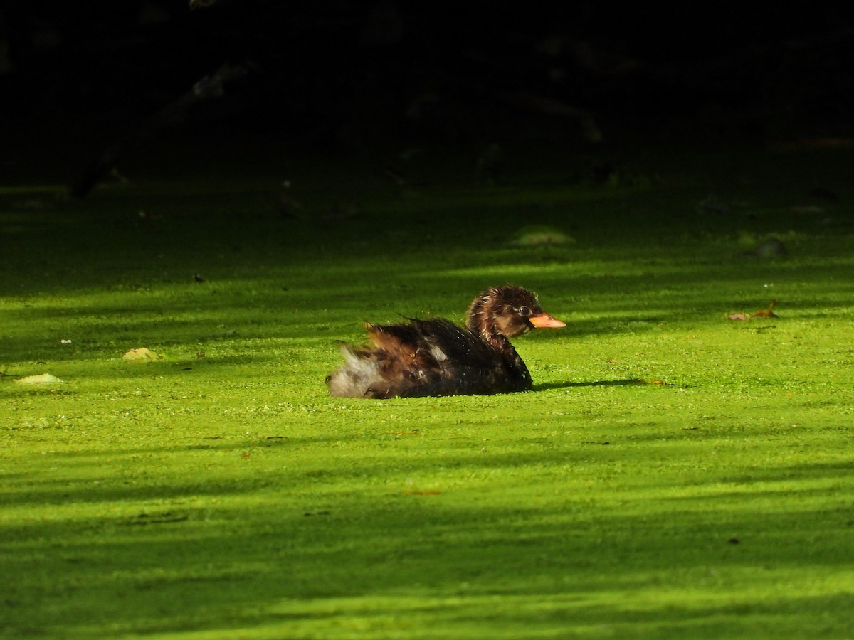 Little Grebe - ML620710545