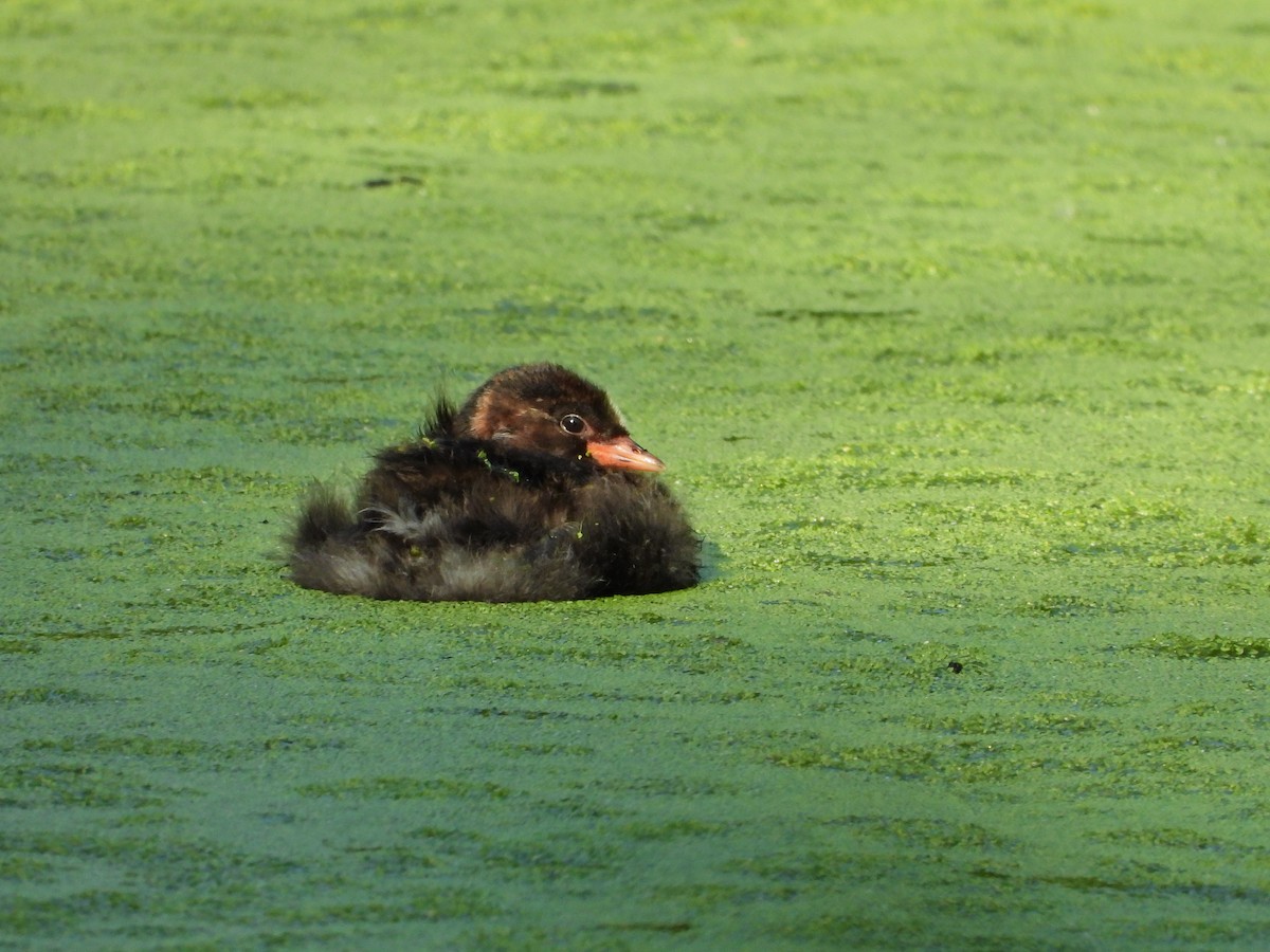 Little Grebe - ML620710547