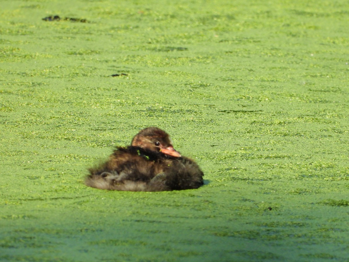 Little Grebe - ML620710548