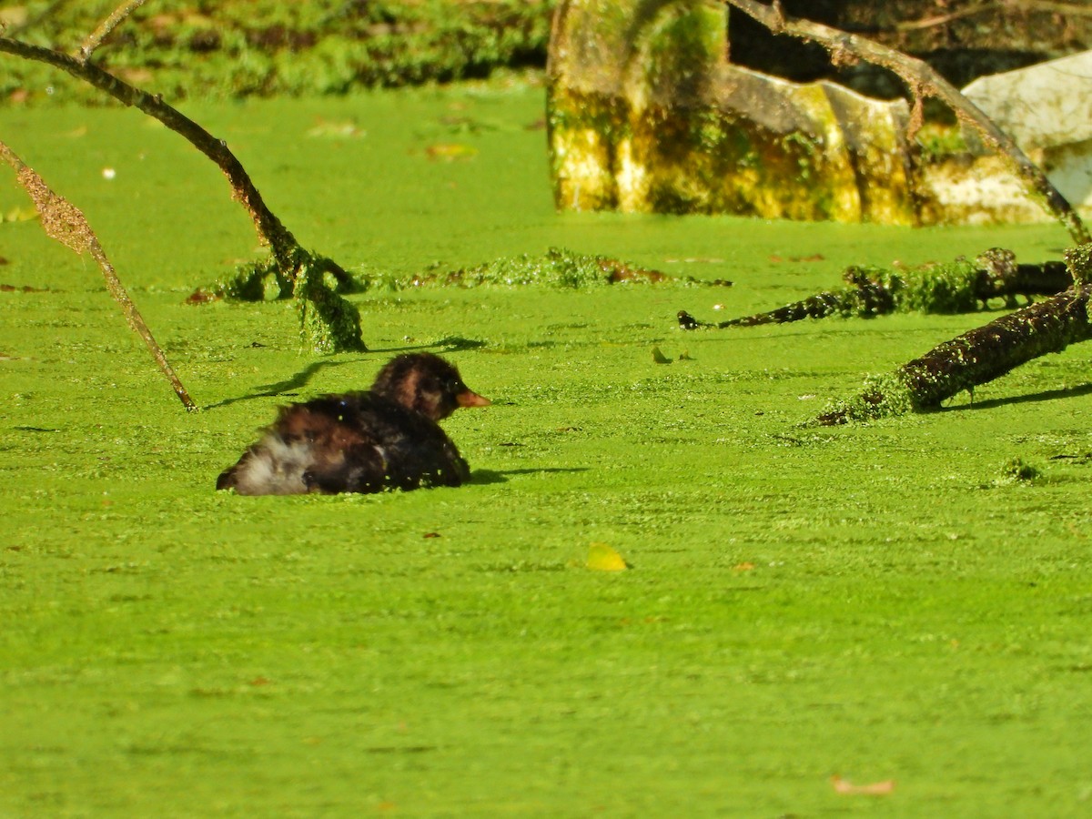 Little Grebe - ML620710549