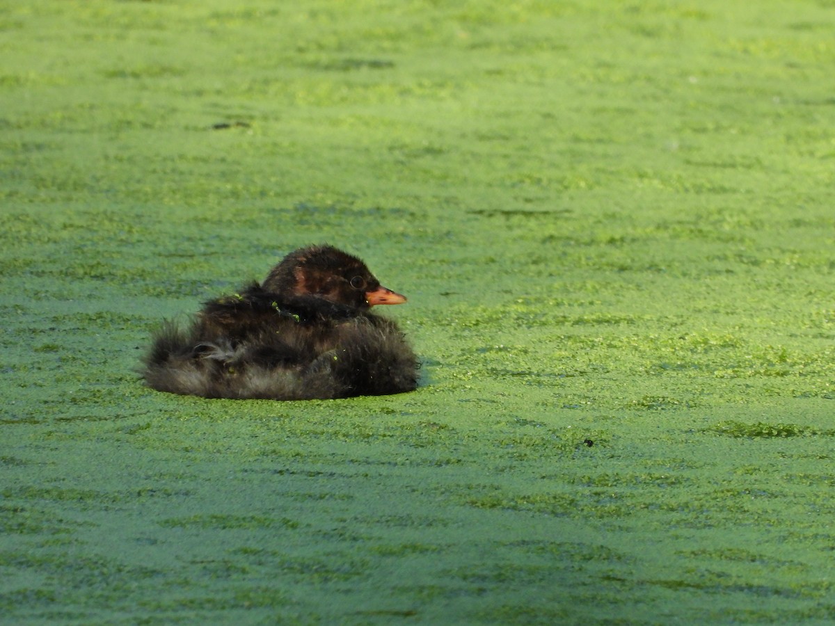 Little Grebe - ML620710550