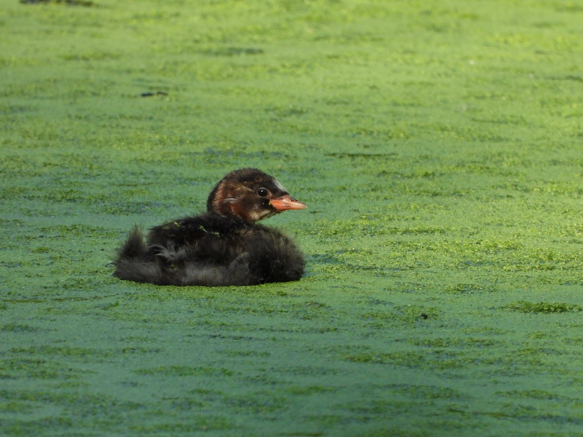 Little Grebe - ML620710551