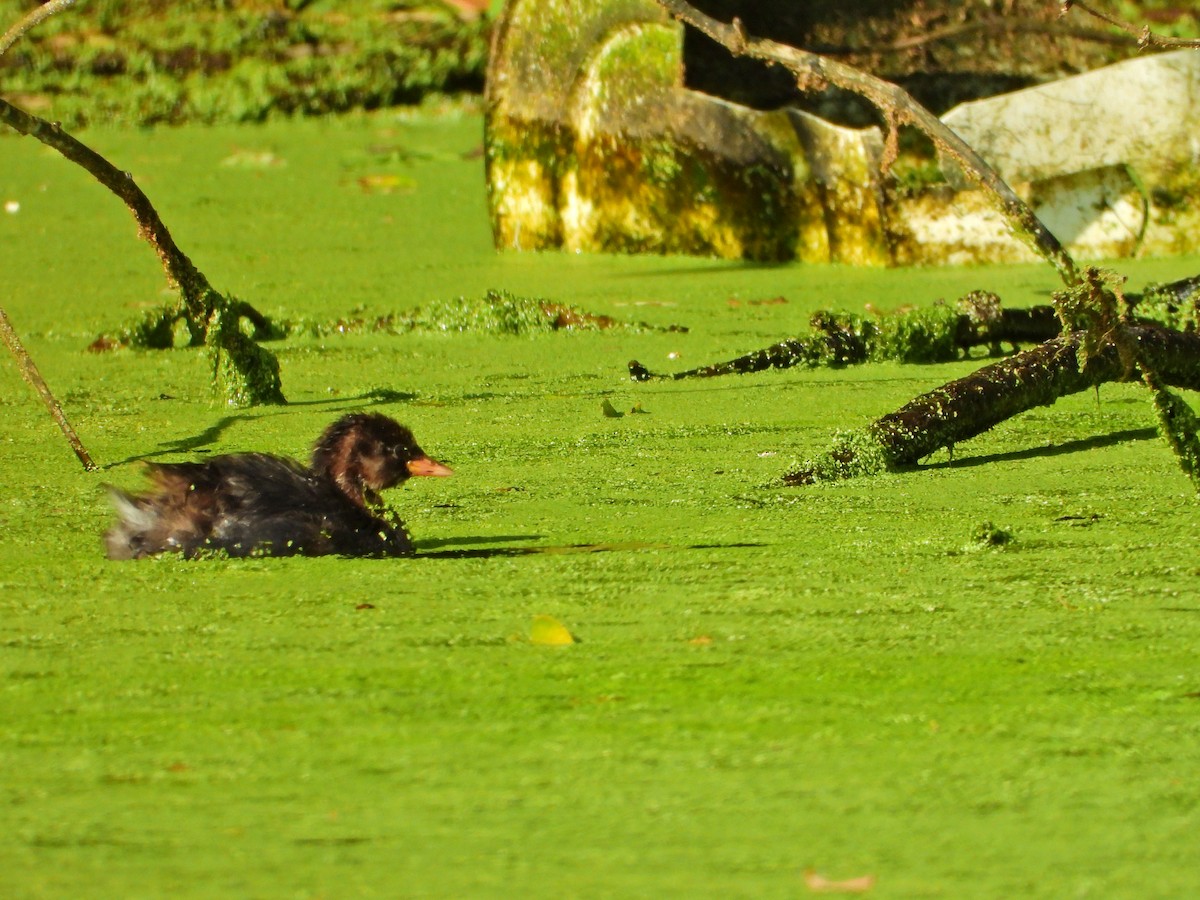 Little Grebe - ML620710552