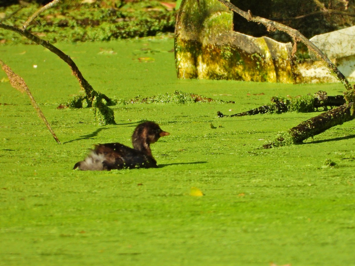 Little Grebe - ML620710553