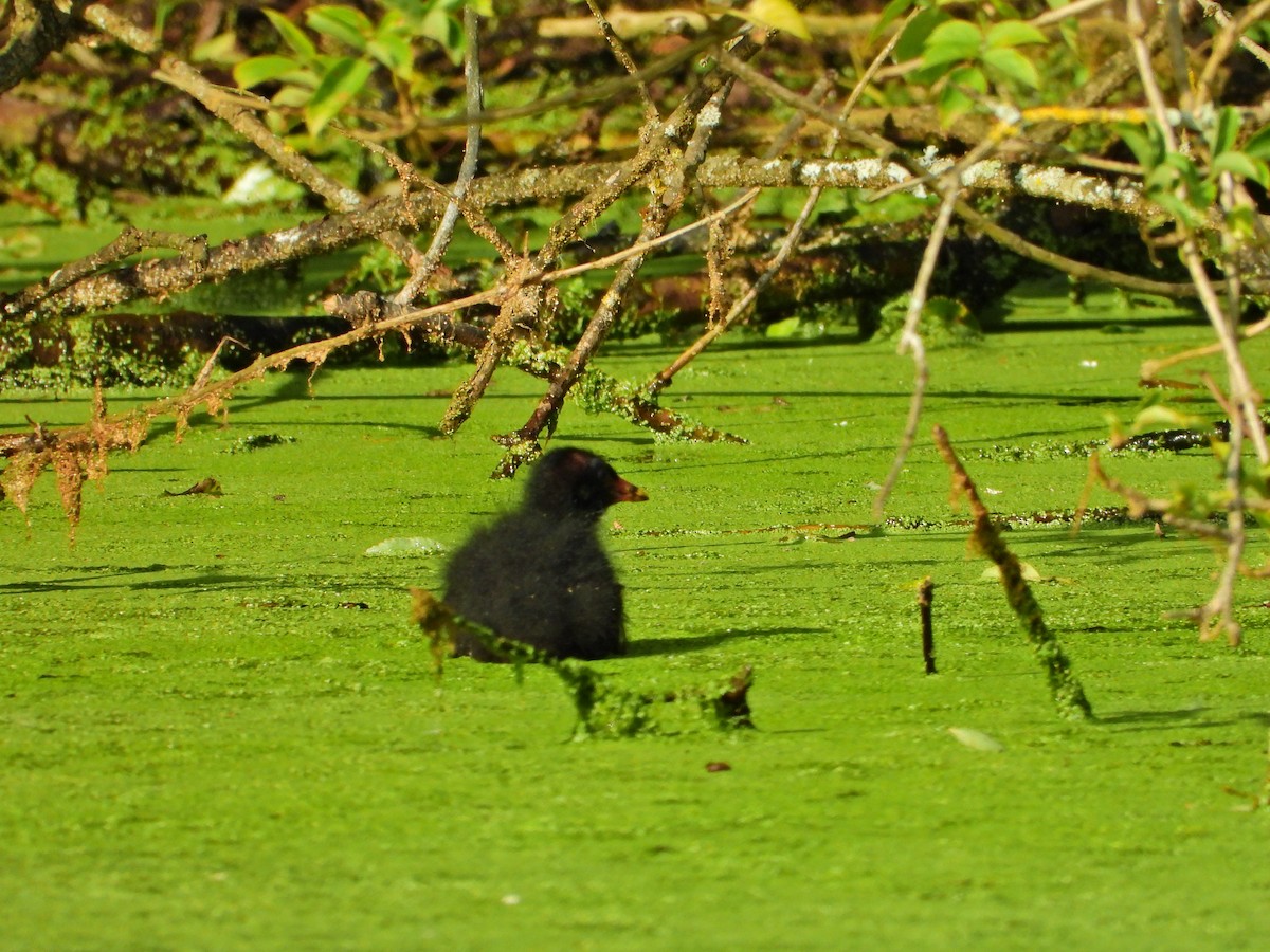 Little Grebe - ML620710554