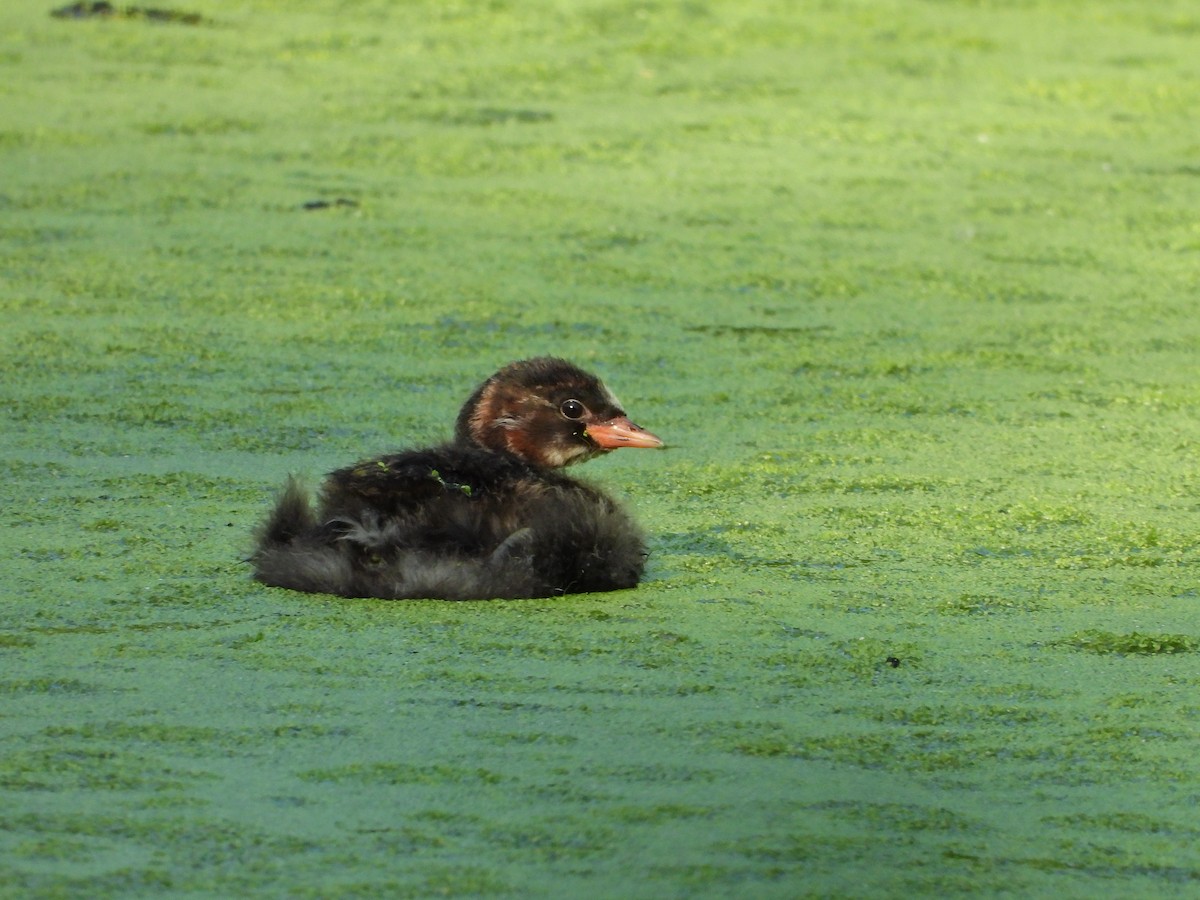 Little Grebe - ML620710555