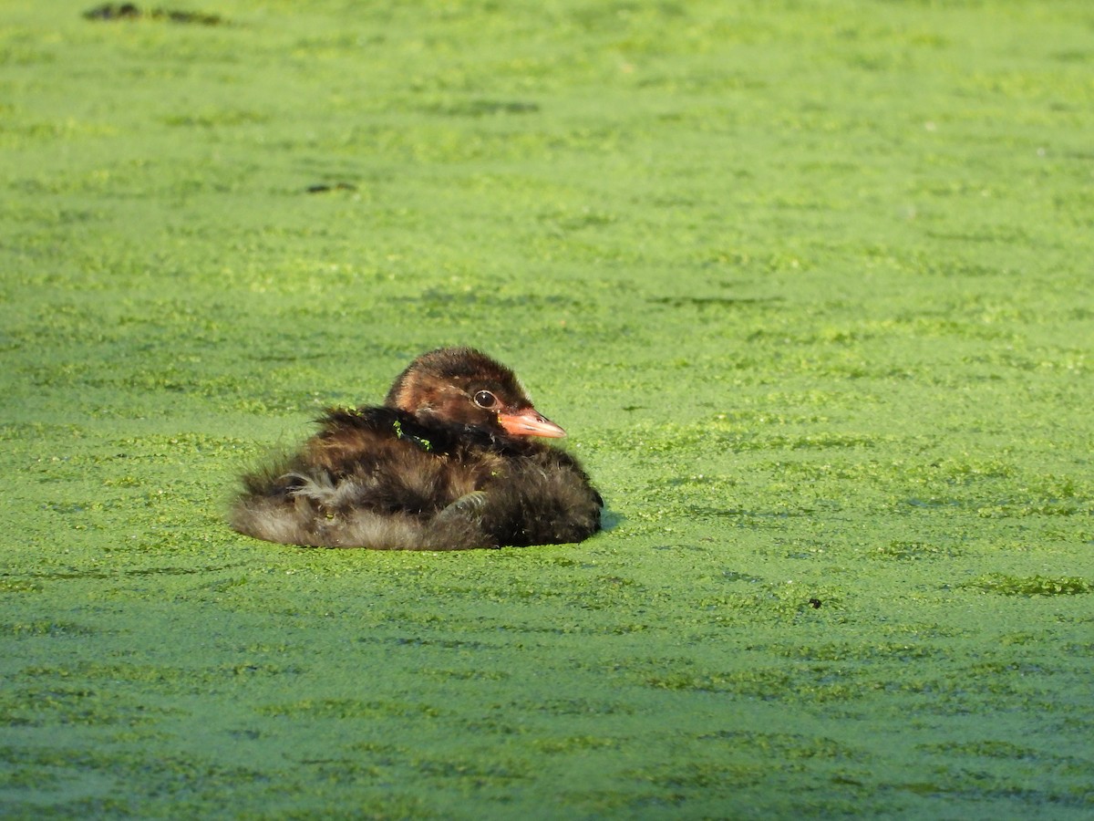 Little Grebe - ML620710556