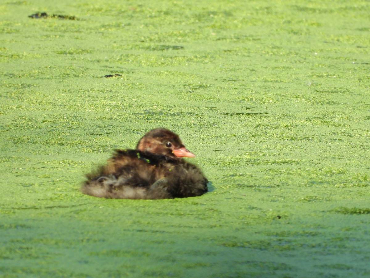 Little Grebe - ML620710557