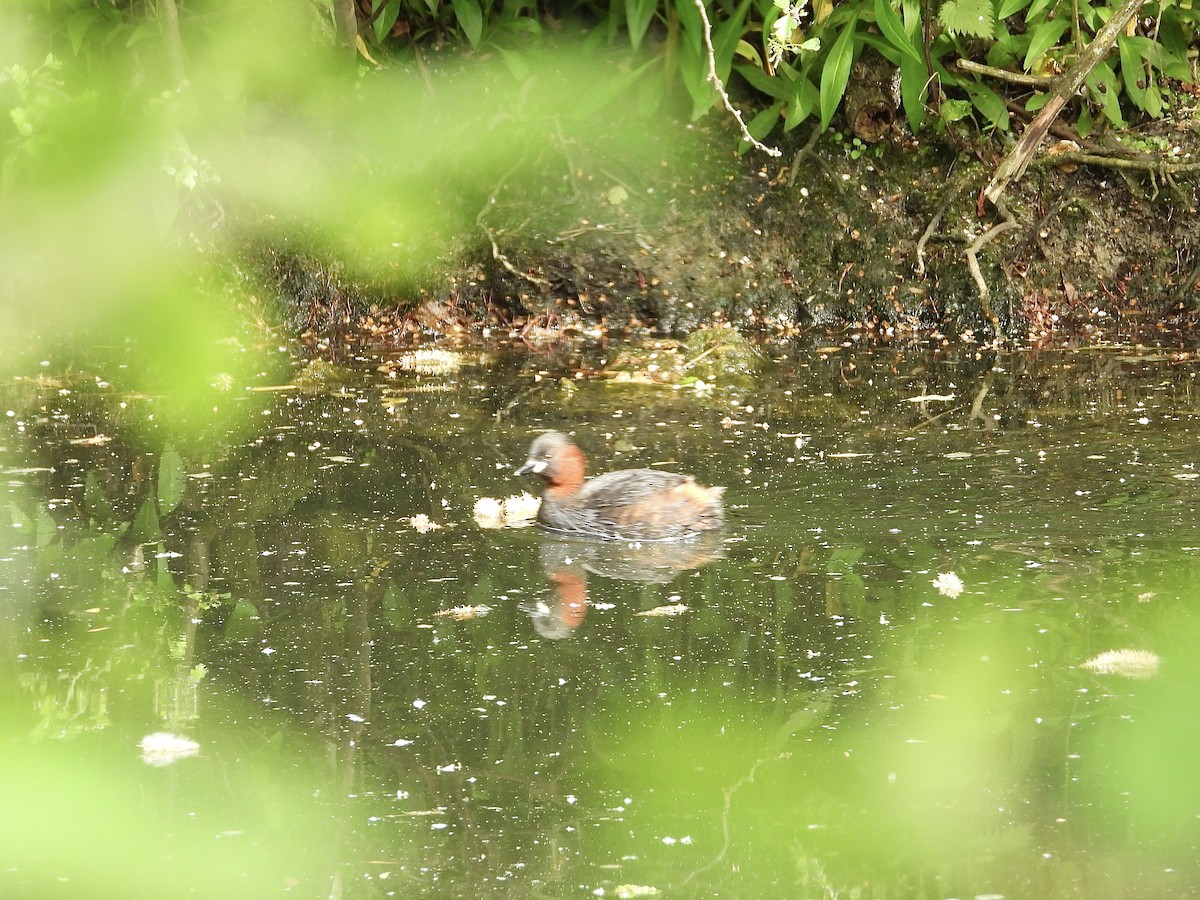 Little Grebe - WS Barbour