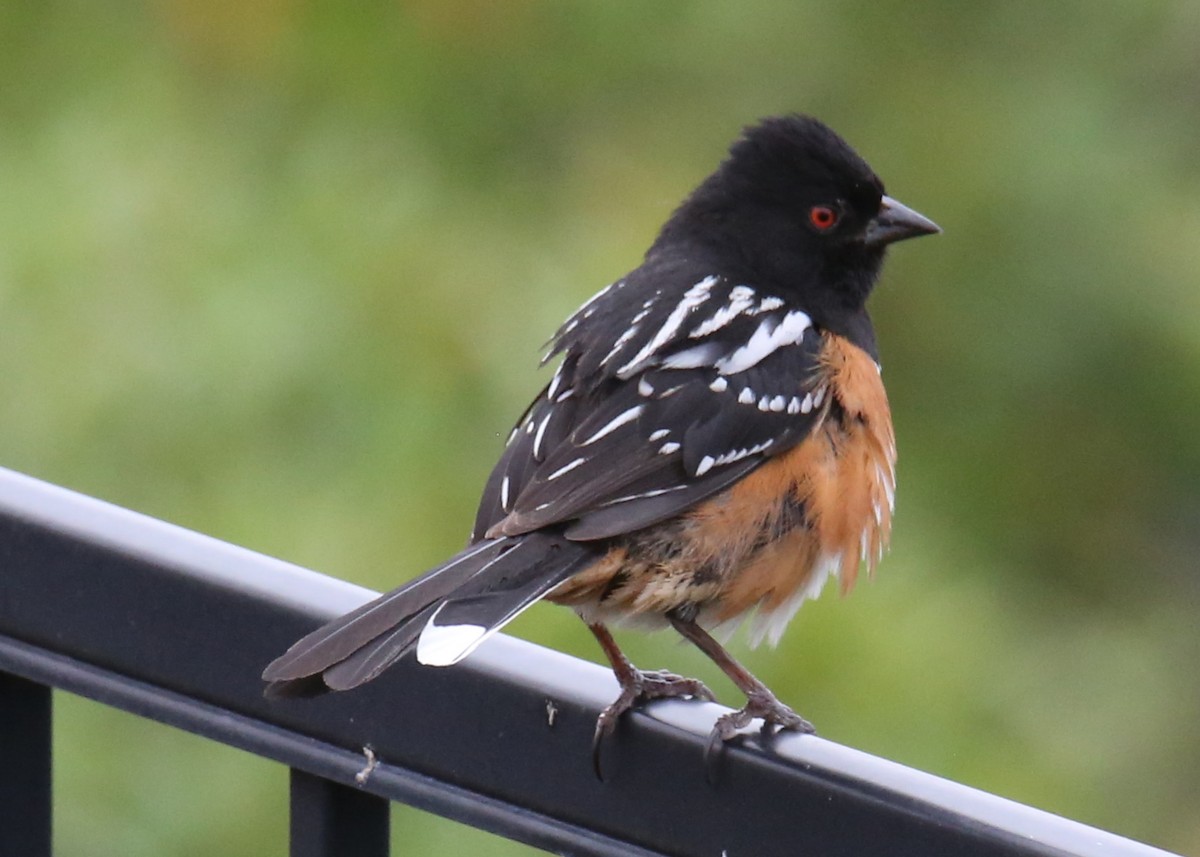 Spotted Towhee - ML620710562