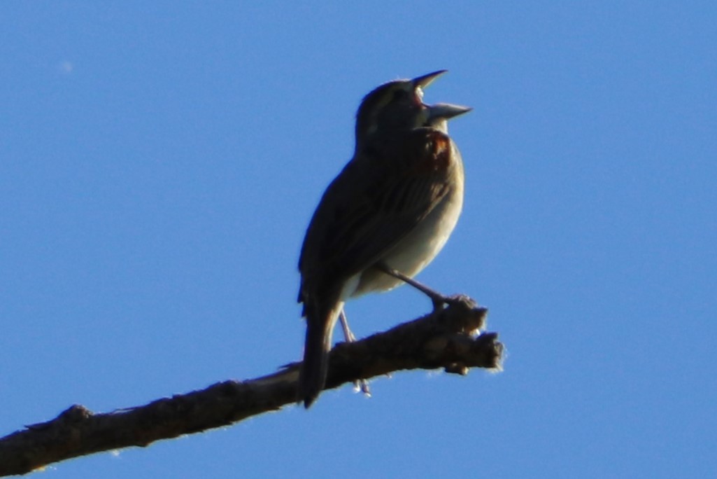 Dickcissel - ML620710564