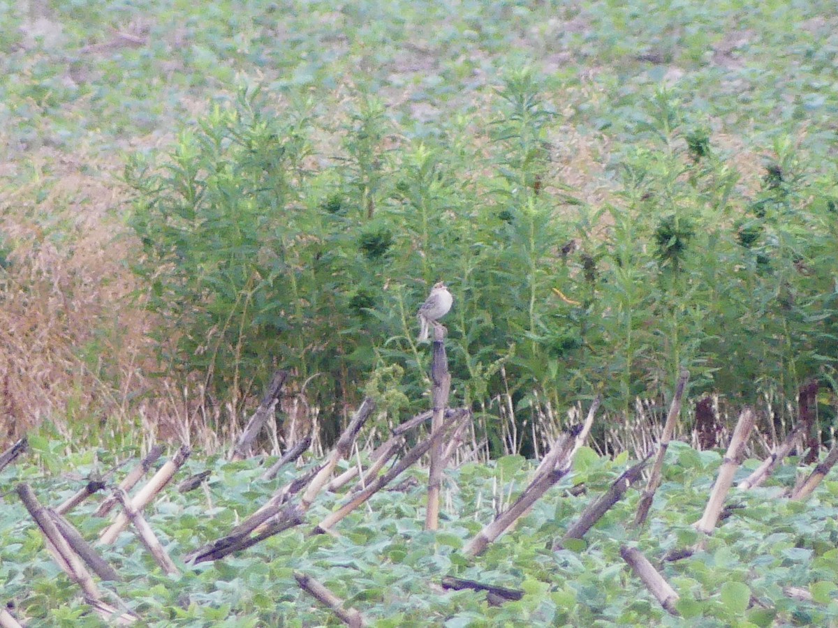 Grasshopper Sparrow - beau schaefer