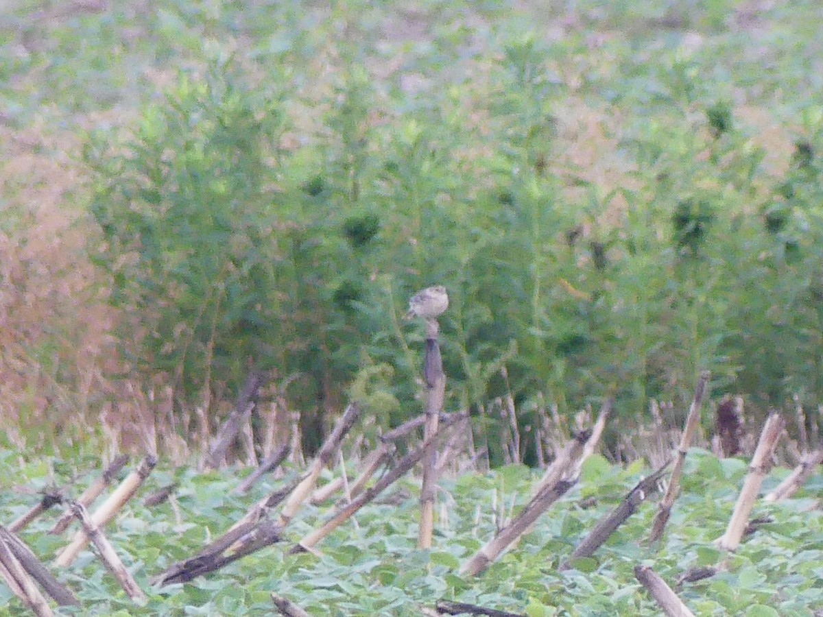 Grasshopper Sparrow - ML620710566