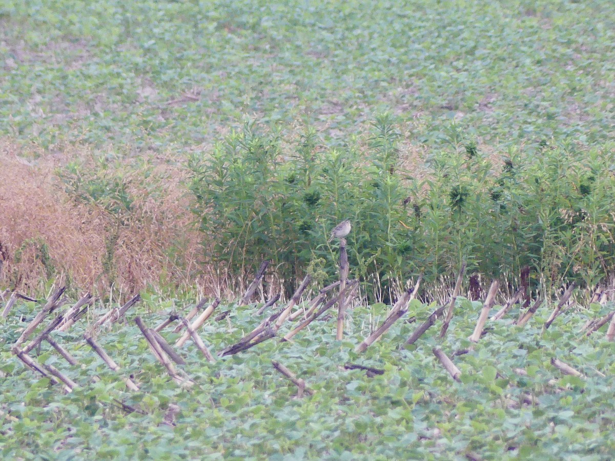 Grasshopper Sparrow - ML620710567