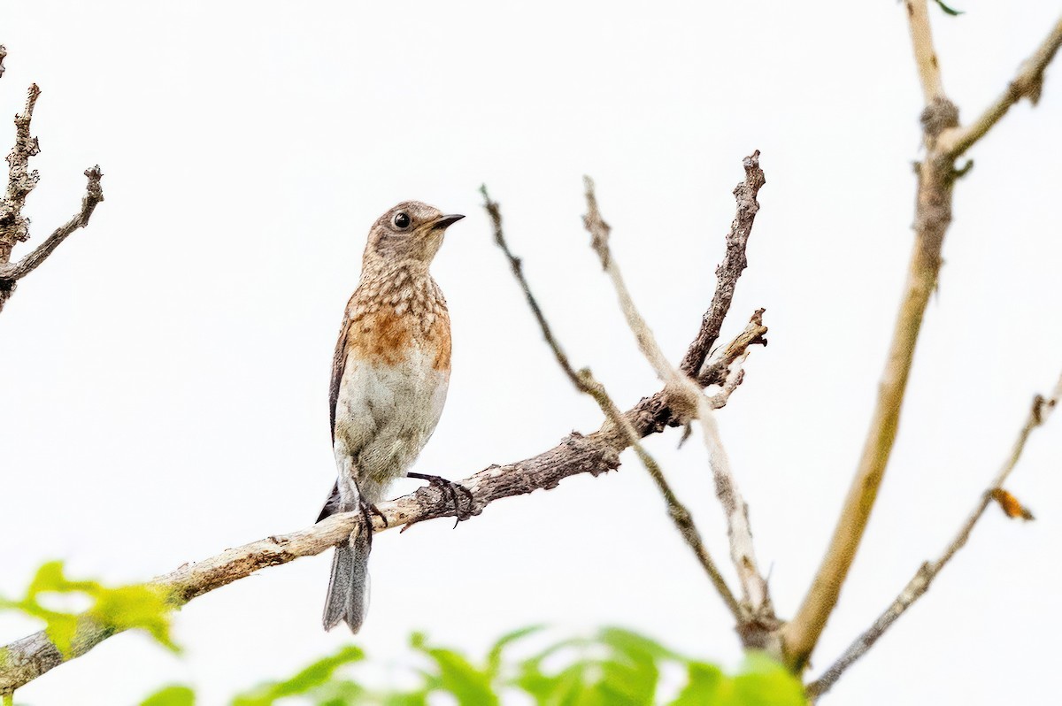 Eastern Bluebird - ML620710569