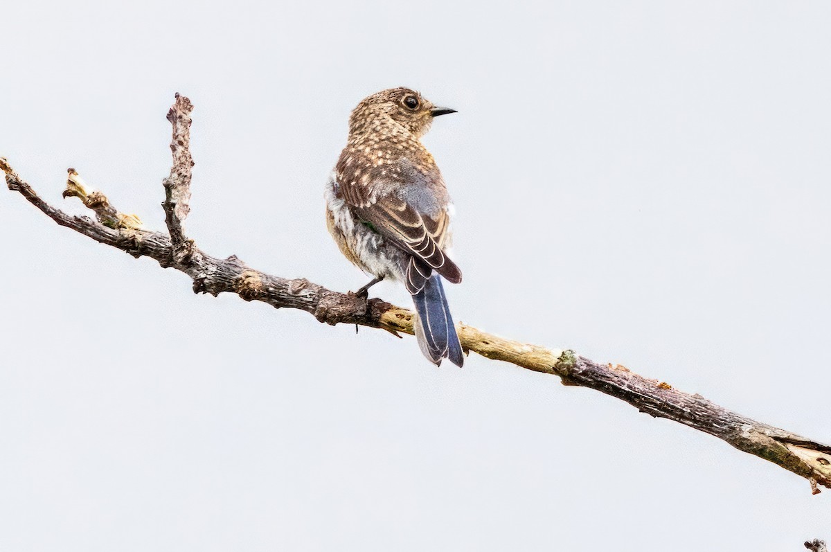 Eastern Bluebird - ML620710572