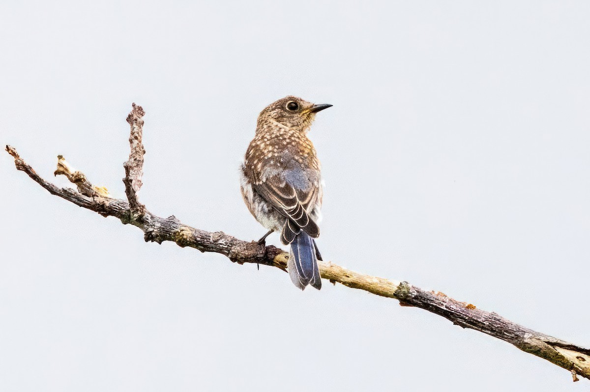 Eastern Bluebird - ML620710574