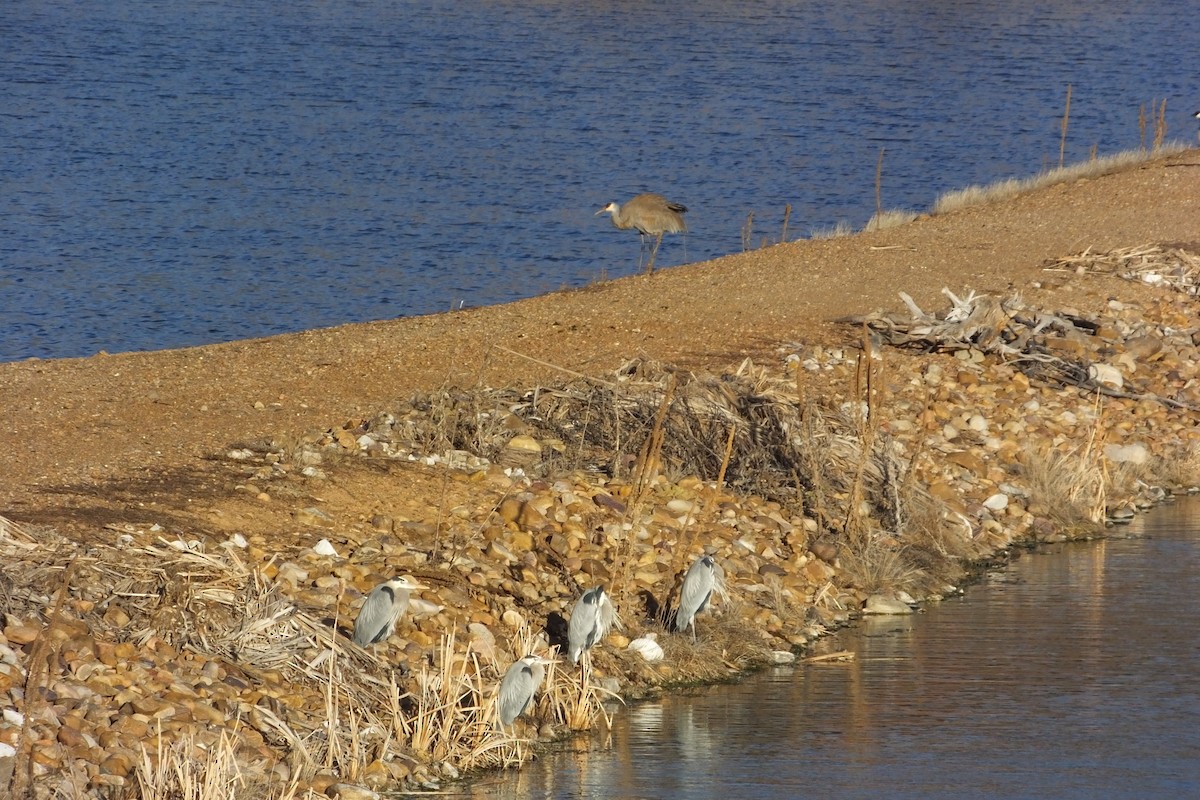 Sandhill Crane - ML620710575