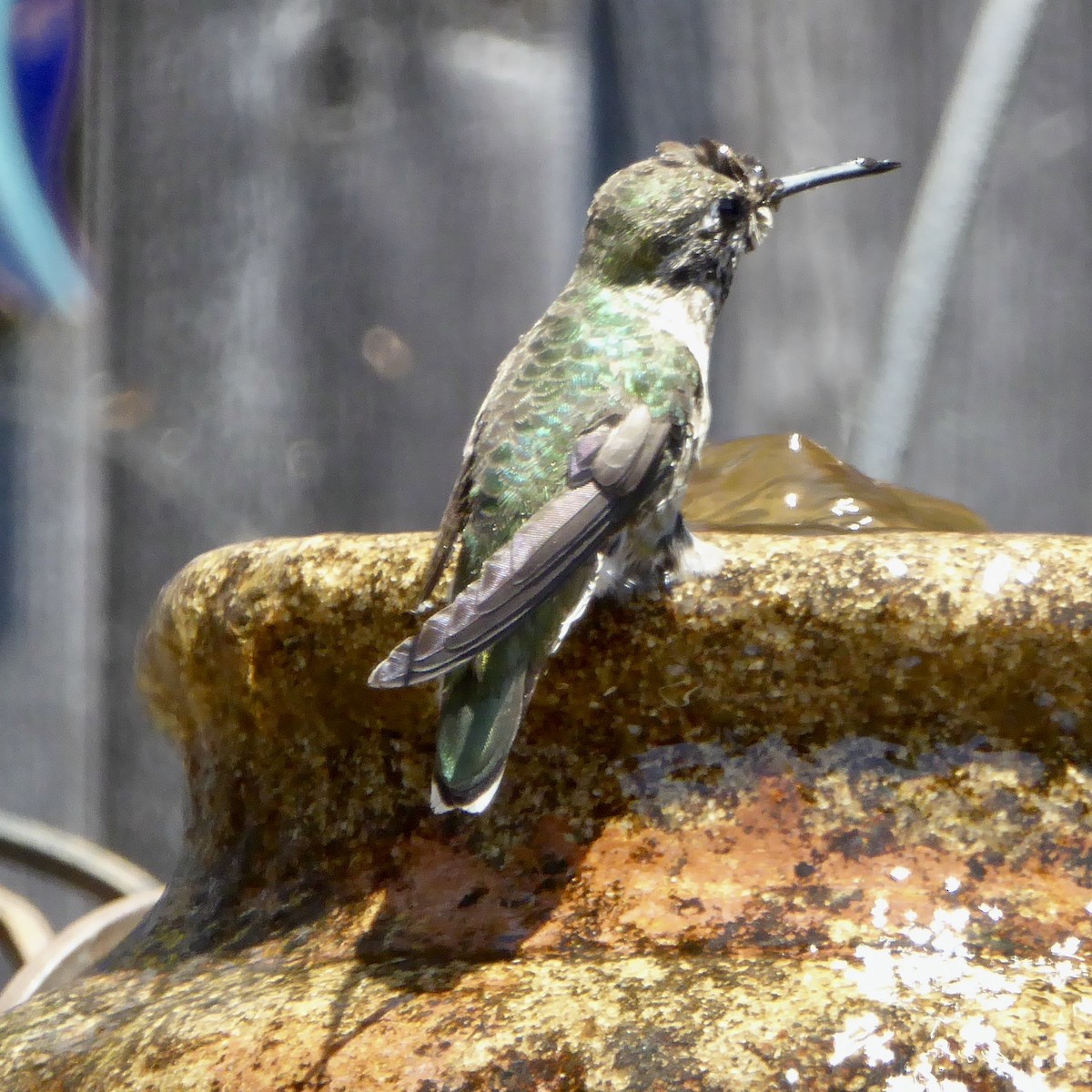 Anna's Hummingbird - ML620710576