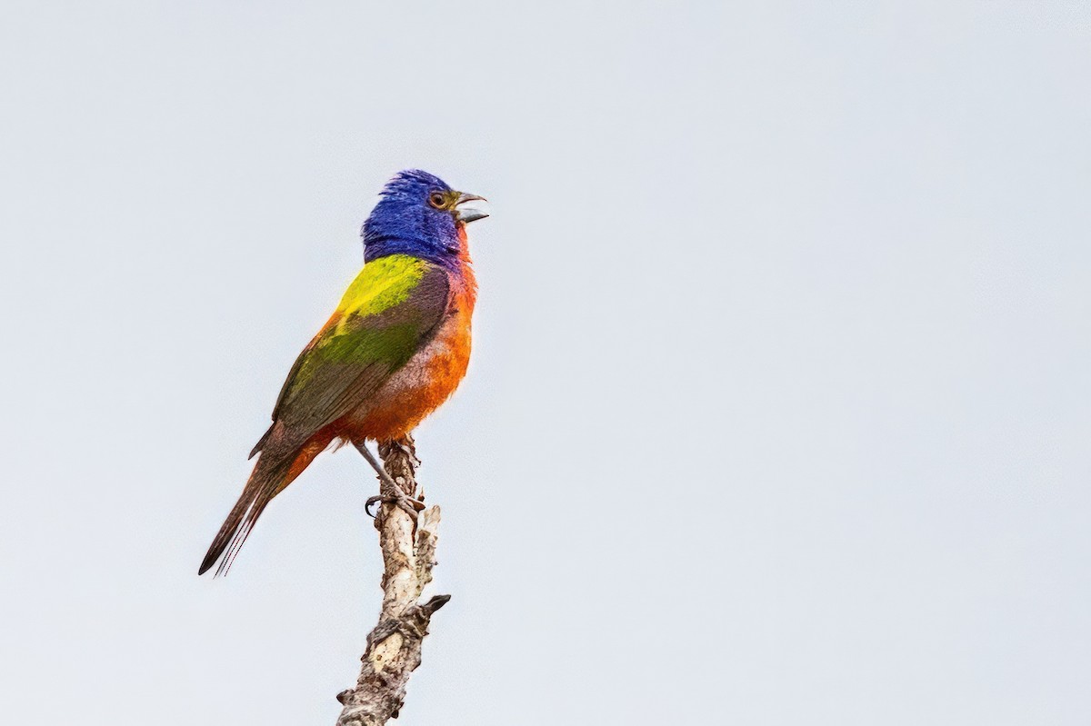 Painted Bunting - ML620710578