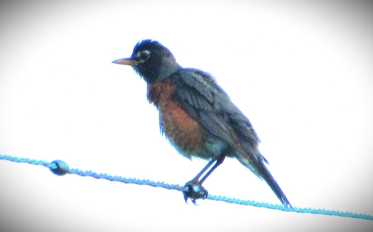 American Robin - ML620710603