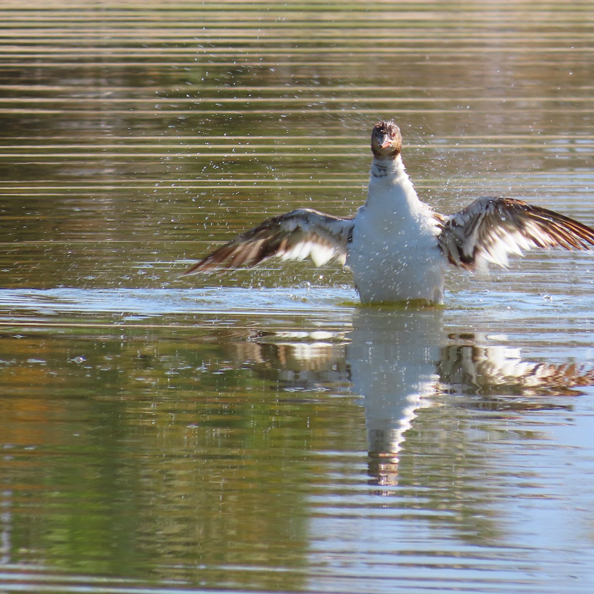 Red-breasted Merganser - ML620710605