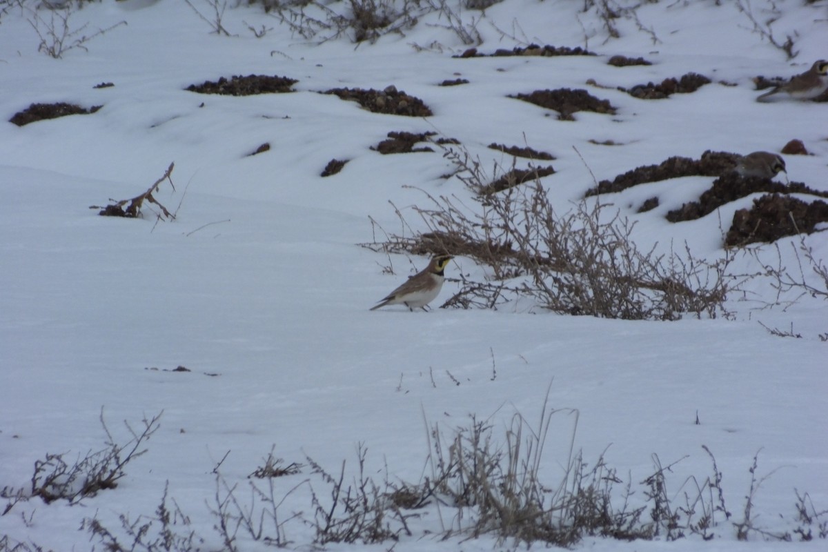 Horned Lark - ML620710607