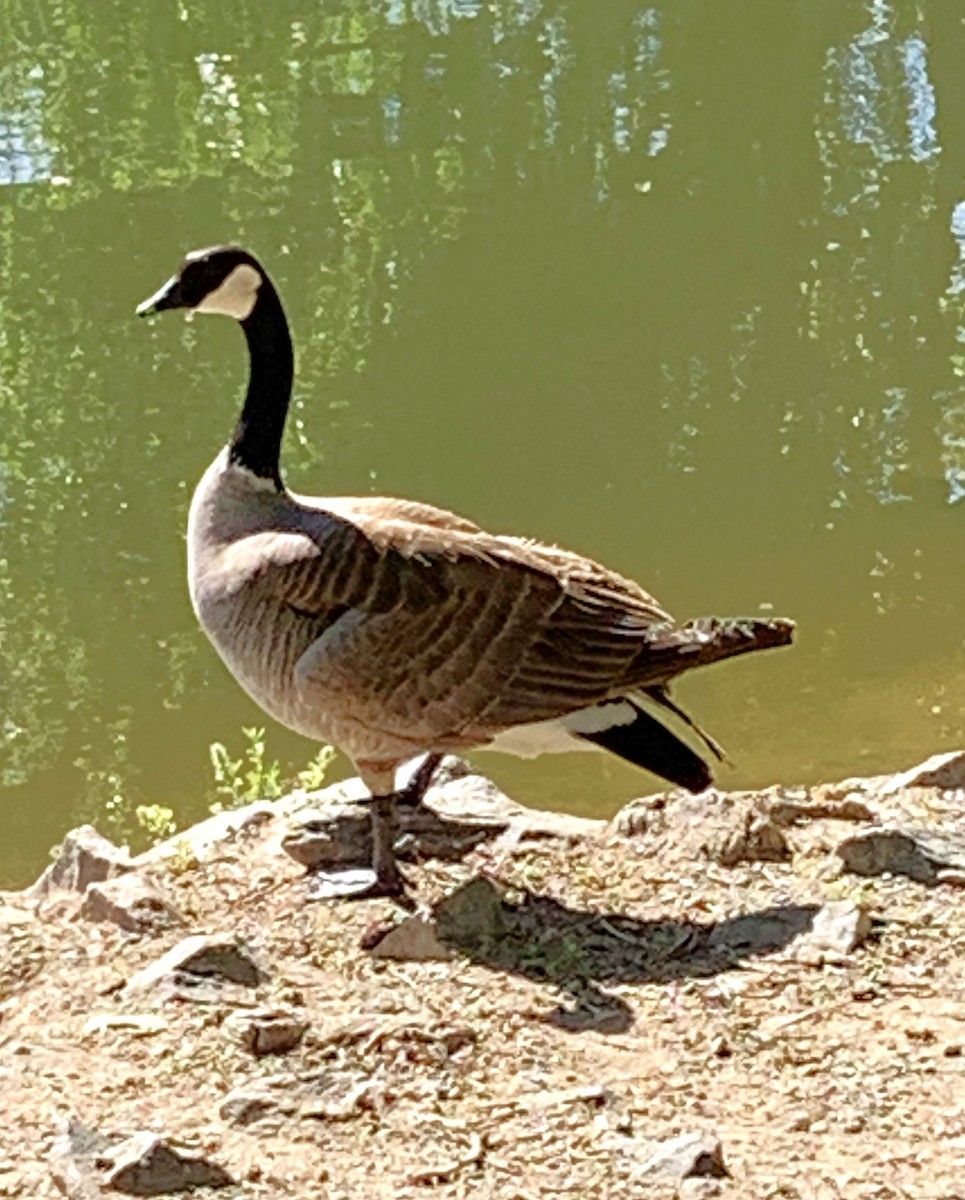 Cackling Goose - ML620710608