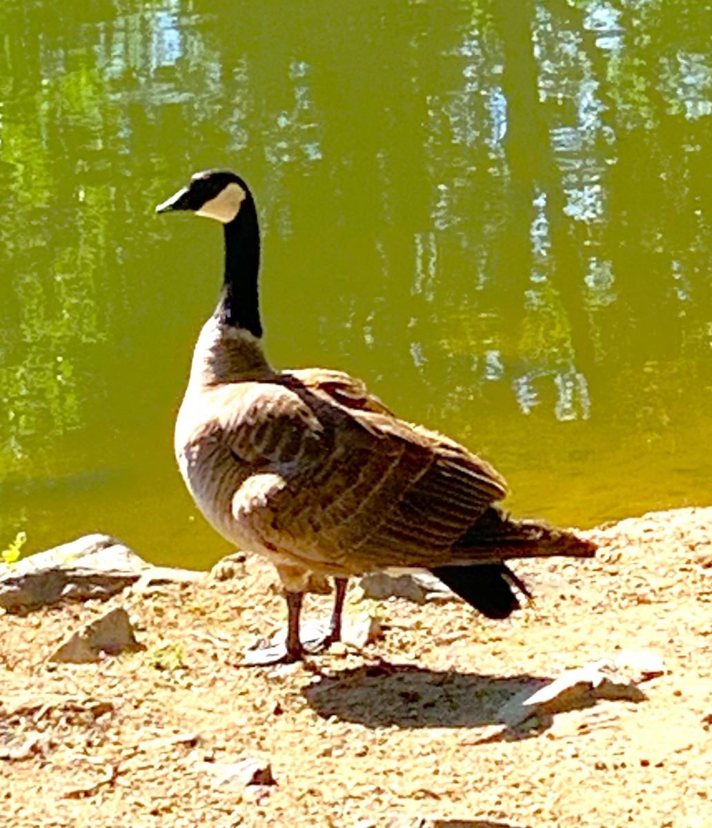 Cackling Goose - ML620710610