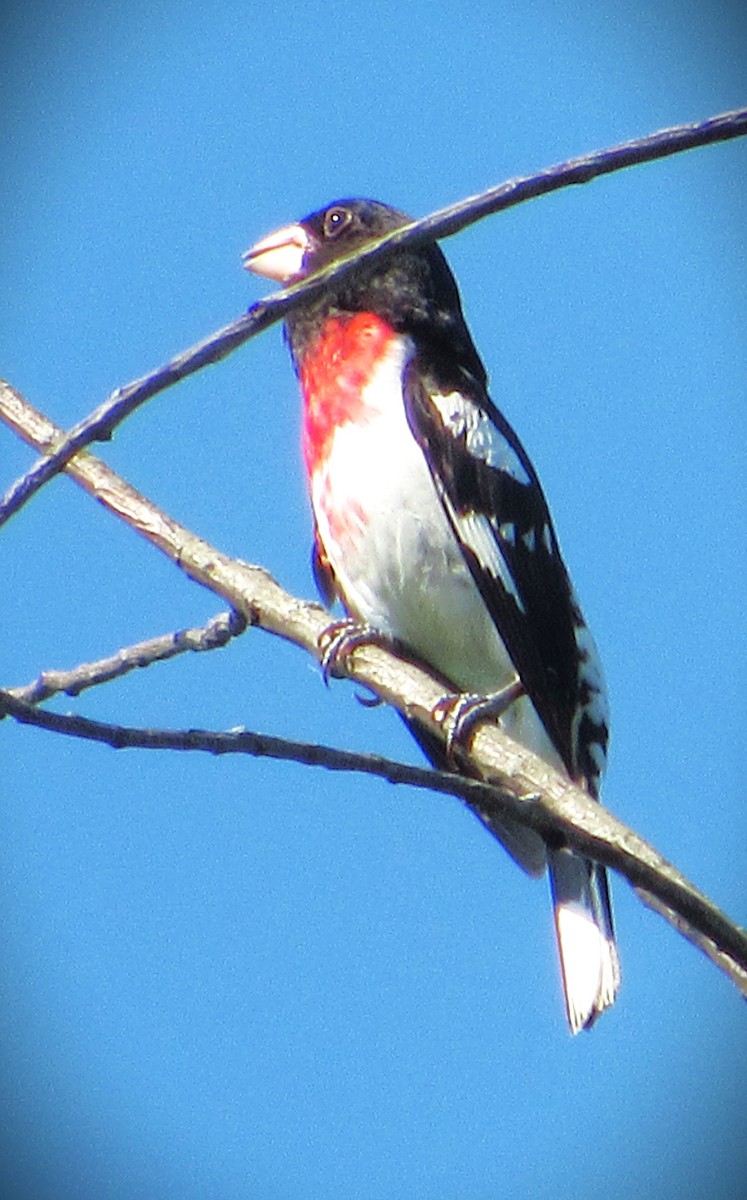 Rose-breasted Grosbeak - ML620710613