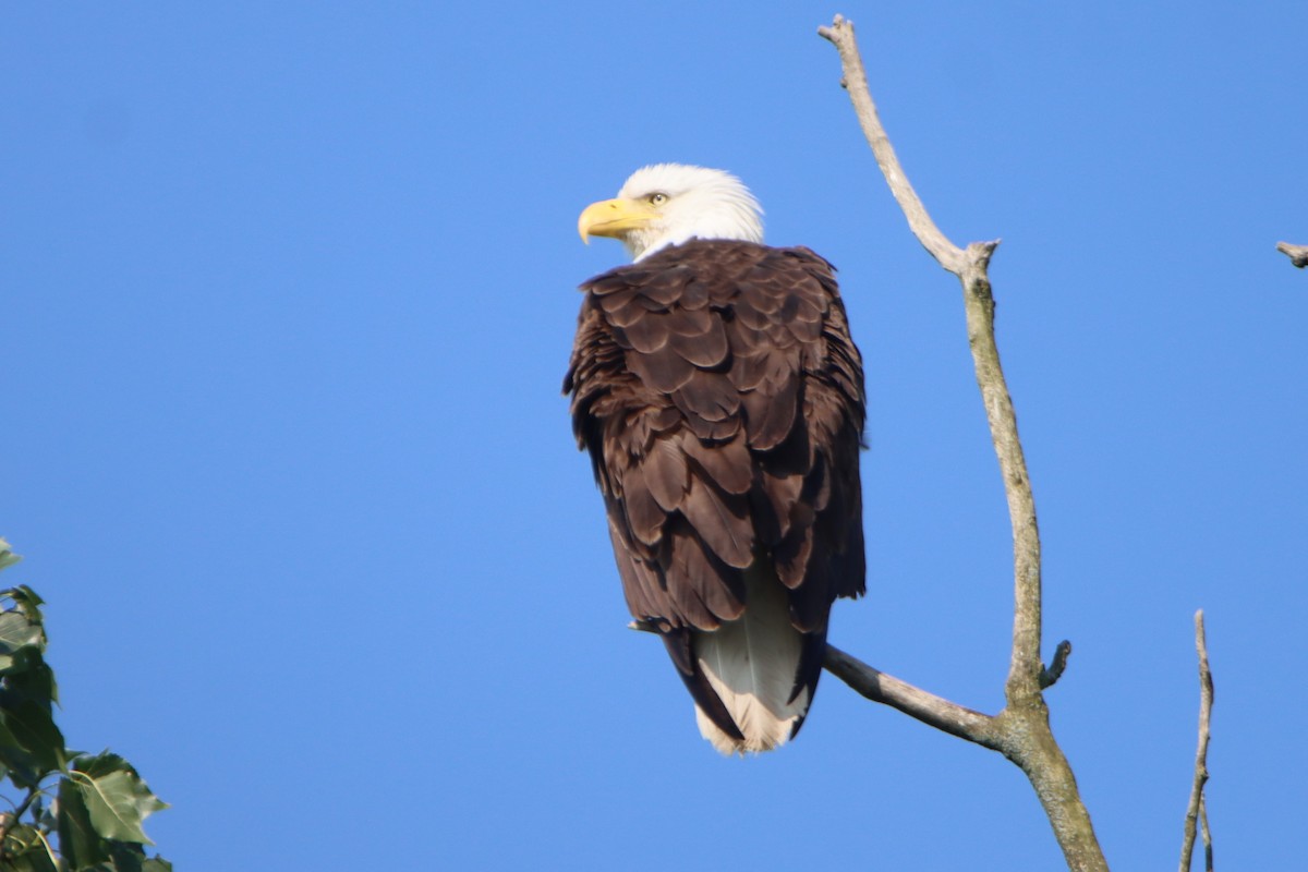 Bald Eagle - Sandy C