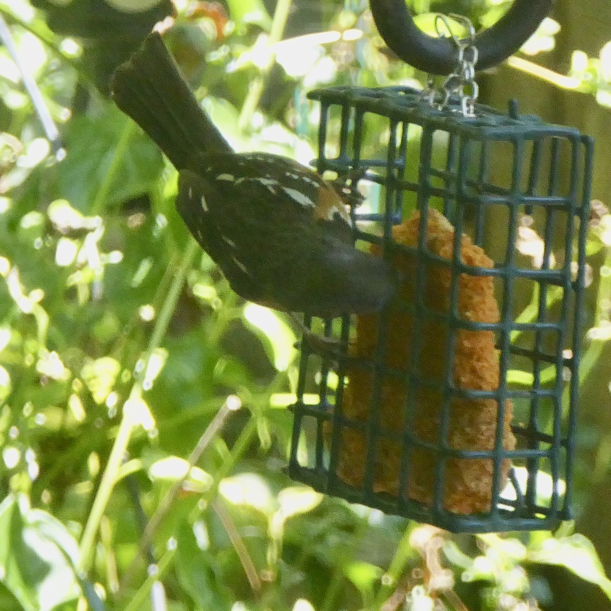 Spotted Towhee (oregonus Group) - ML620710619