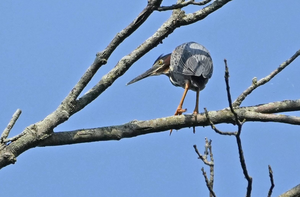 Green Heron - ML620710621