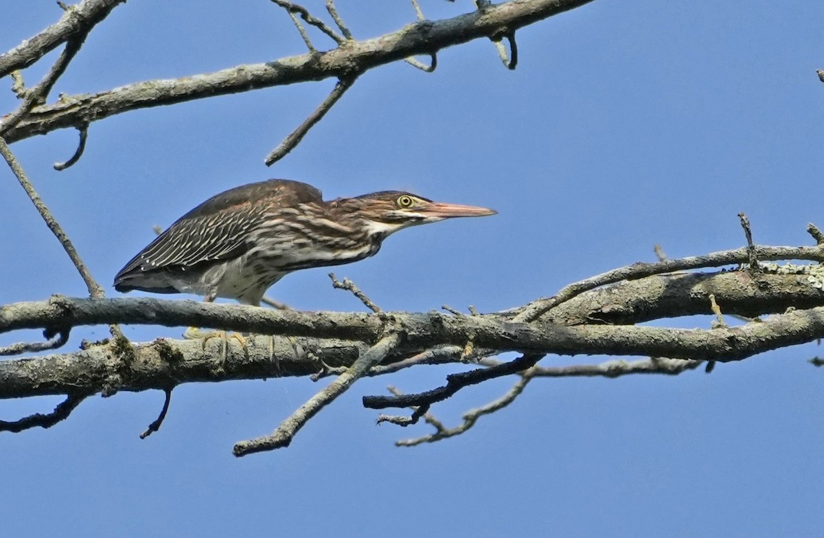 Green Heron - ML620710622