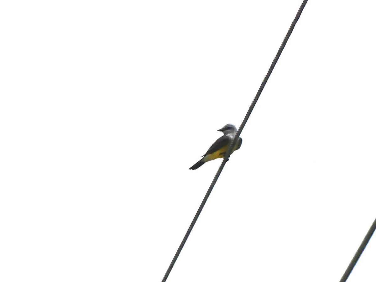 Western Kingbird - ML620710623