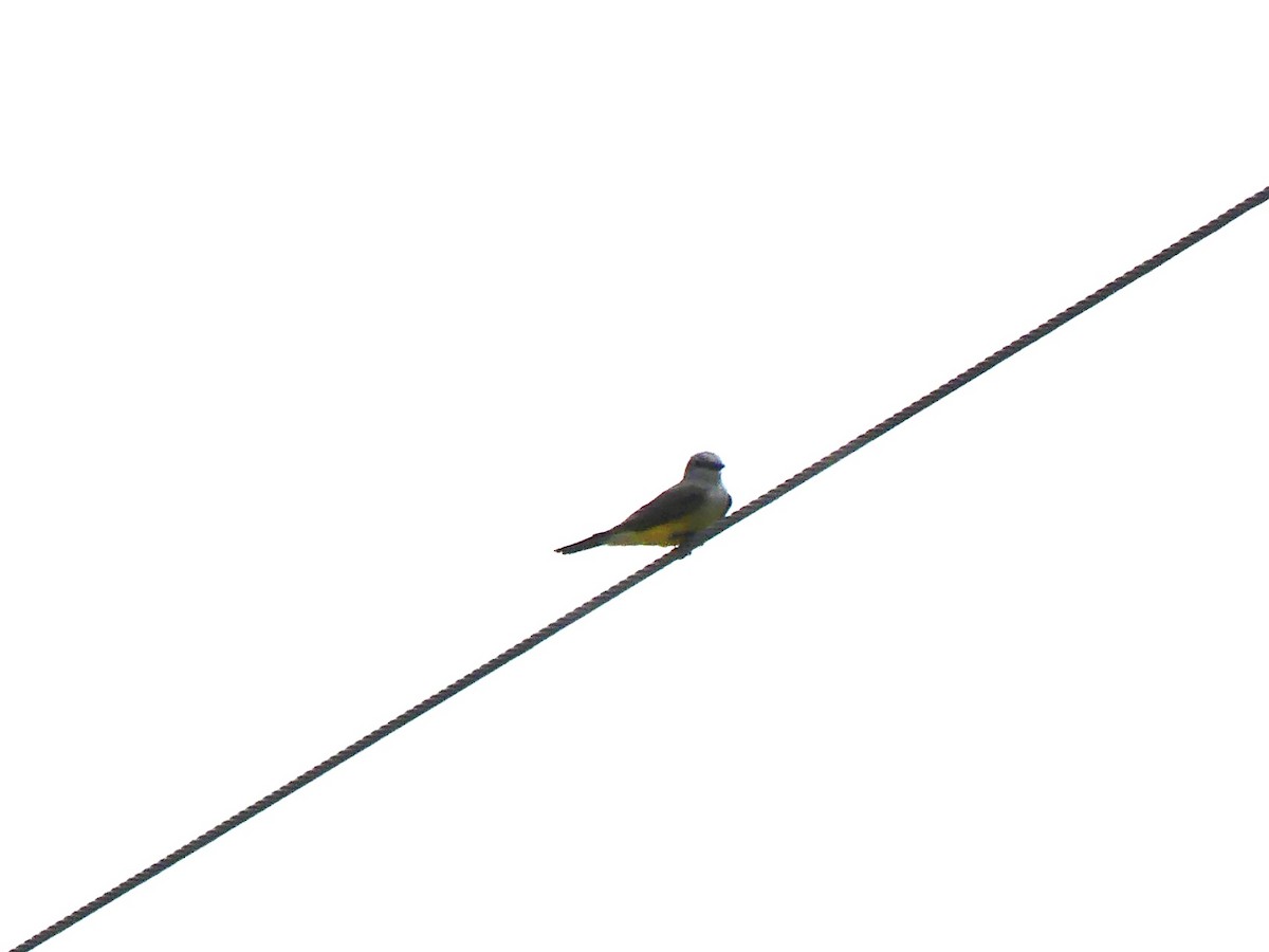 Western Kingbird - beau schaefer