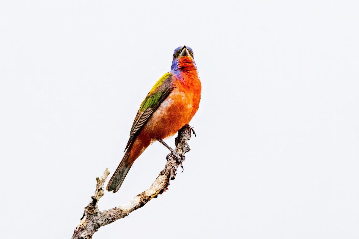 Painted Bunting - ML620710628