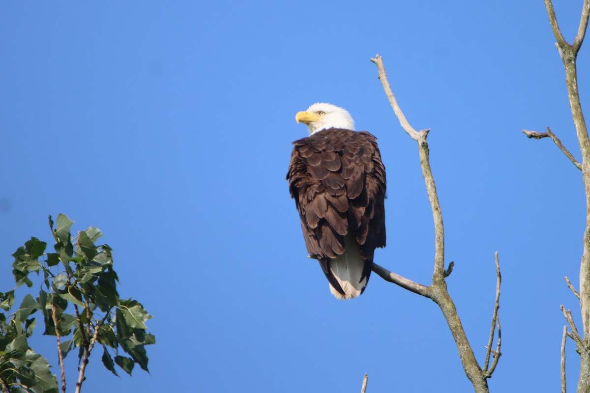 Bald Eagle - ML620710630