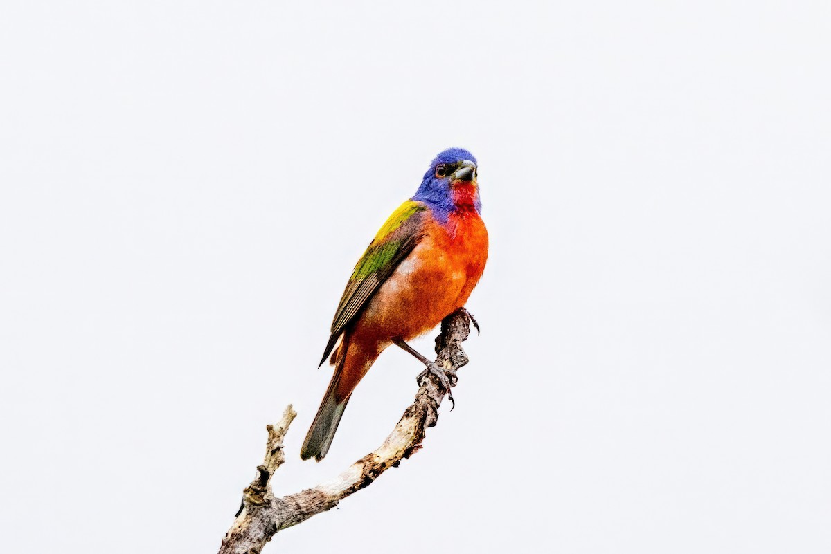 Painted Bunting - ML620710631