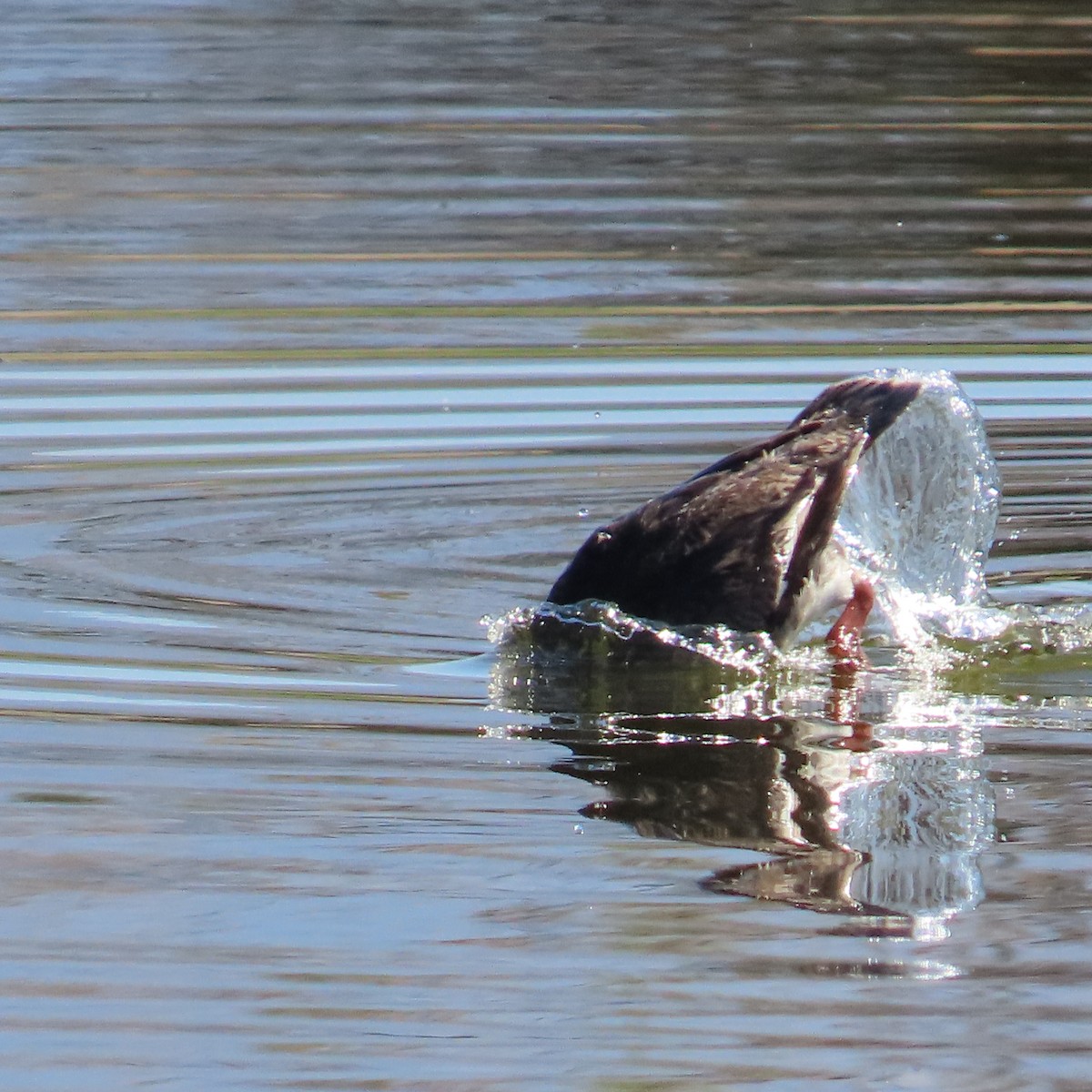 Red-breasted Merganser - ML620710632