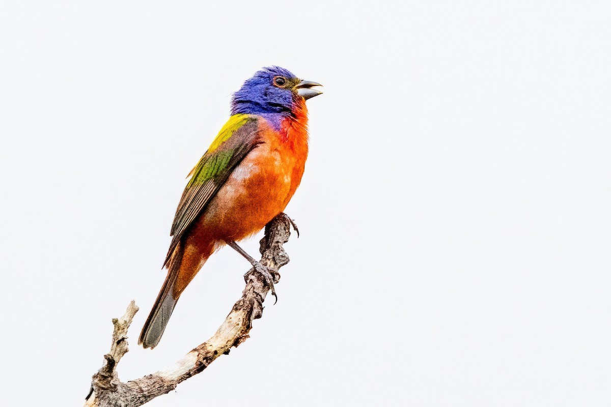 Painted Bunting - ML620710633