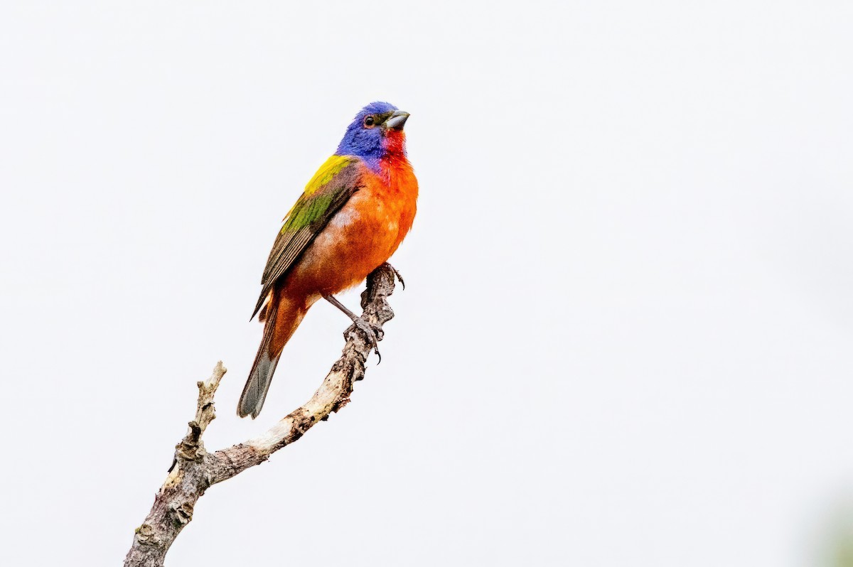 Painted Bunting - ML620710636