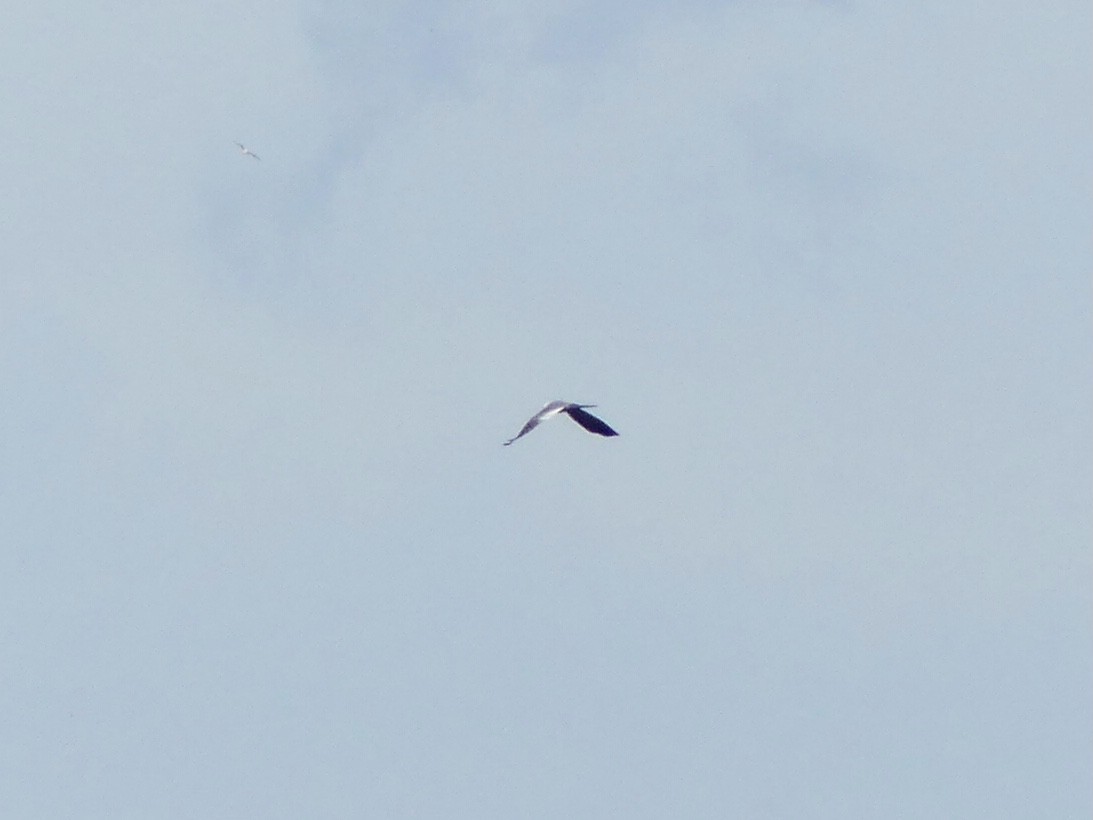 Mississippi Kite - ML620710647