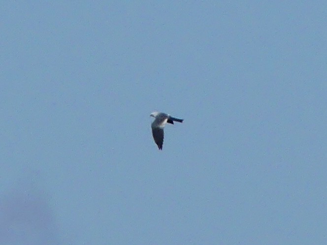 Mississippi Kite - ML620710648