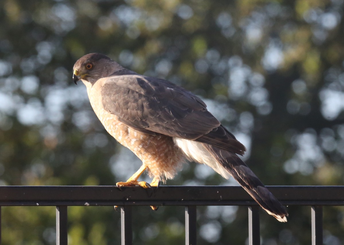 Cooper's Hawk - ML620710652