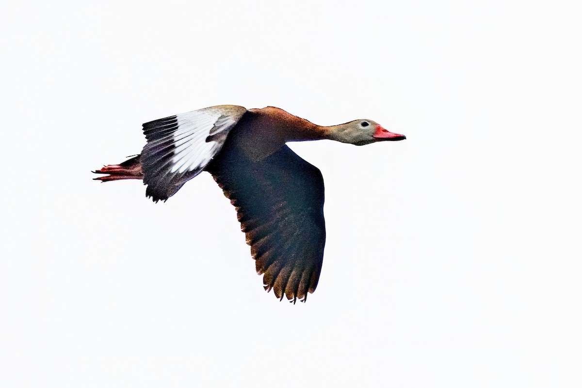 Black-bellied Whistling-Duck - Sandy & Bob Sipe