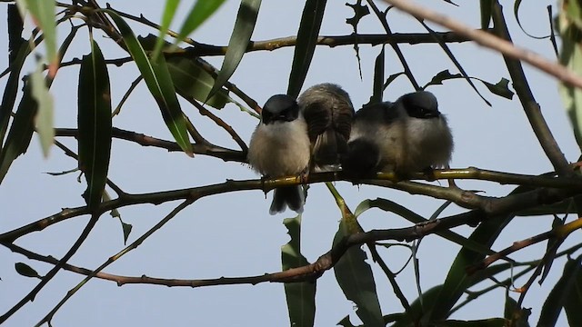 Bushtit (melanotis Group) - ML620710666